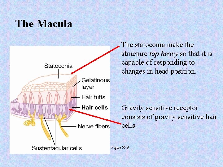 The Macula The statoconia make the structure top heavy so that it is capable
