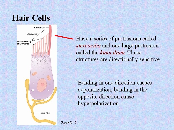 Hair Cells Have a series of protrusions called stereocilia and one large protrusion called