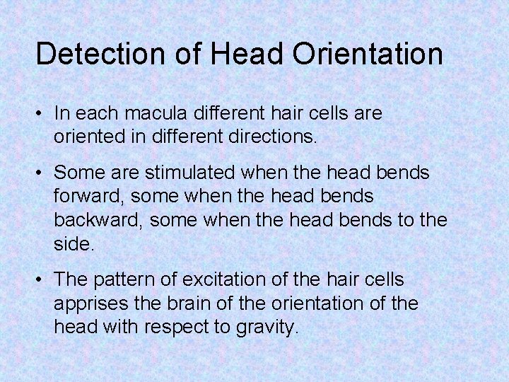 Detection of Head Orientation • In each macula different hair cells are oriented in