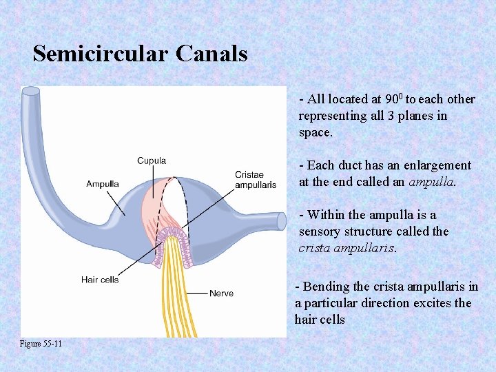 Semicircular Canals - All located at 900 to each other representing all 3 planes
