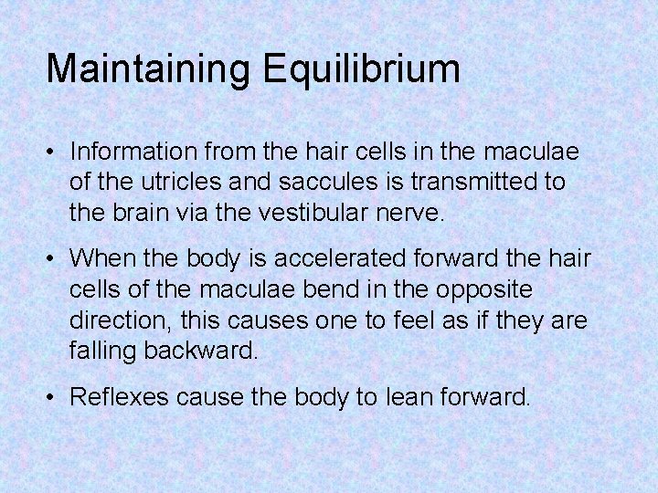 Maintaining Equilibrium • Information from the hair cells in the maculae of the utricles