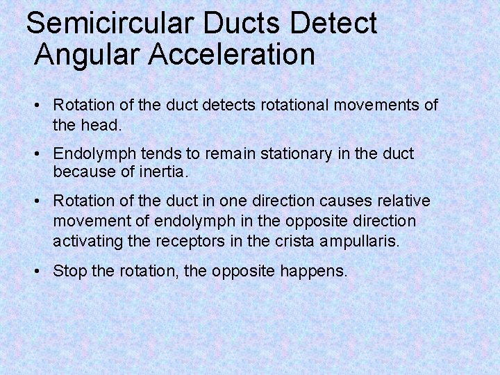 Semicircular Ducts Detect Angular Acceleration • Rotation of the duct detects rotational movements of