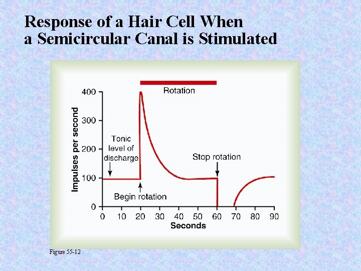 Response of a Hair Cell When a Semicircular Canal is Stimulated Figure 55 -12