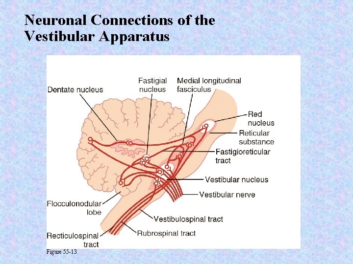 Neuronal Connections of the Vestibular Apparatus Figure 55 -13 