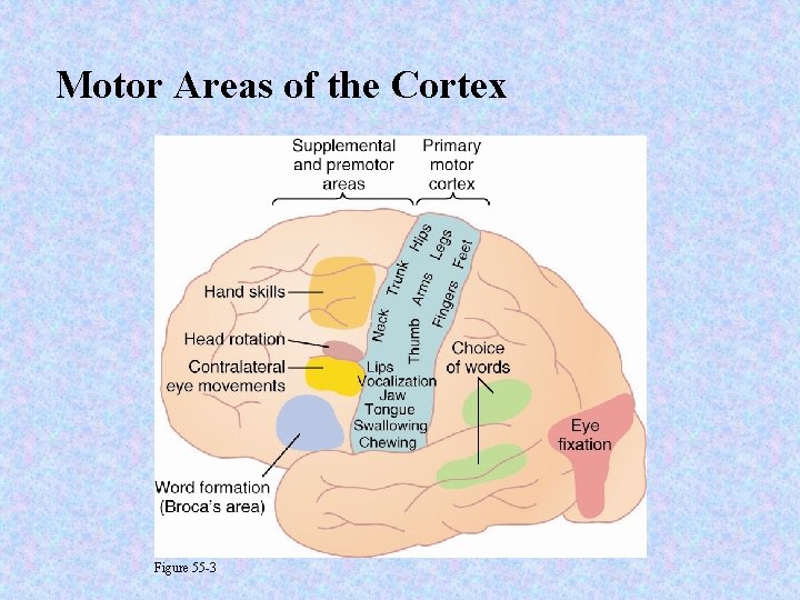 Motor Areas of the Cortex Figure 55 -3 