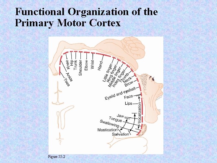 Functional Organization of the Primary Motor Cortex Figure 55 -2 