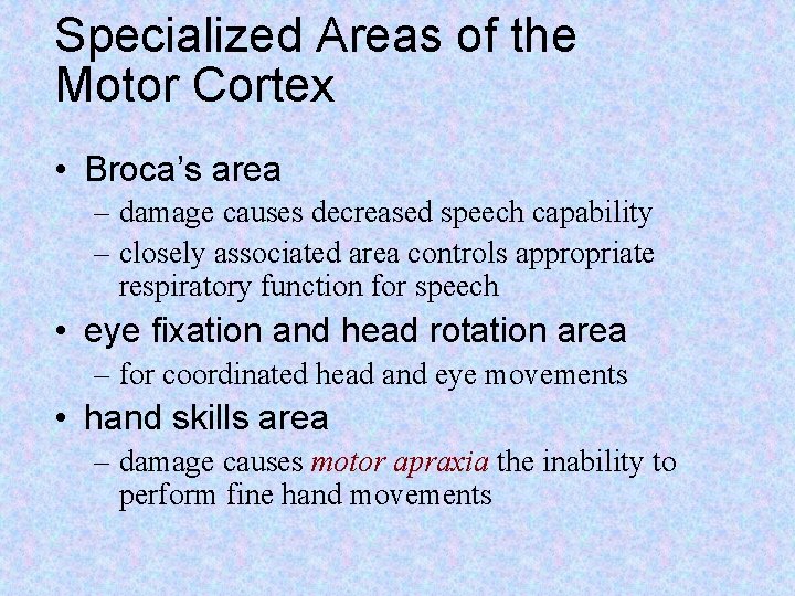 Specialized Areas of the Motor Cortex • Broca’s area – damage causes decreased speech