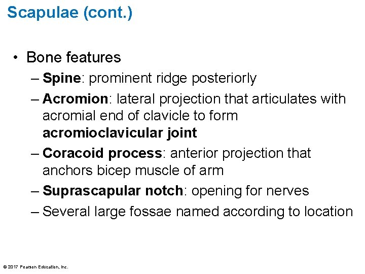 Scapulae (cont. ) • Bone features – Spine: prominent ridge posteriorly – Acromion: lateral