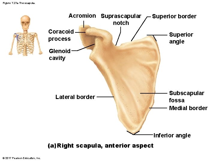 Figure 7. 27 a The scapula. Acromion Suprascapular notch Coracoid process Superior border Superior