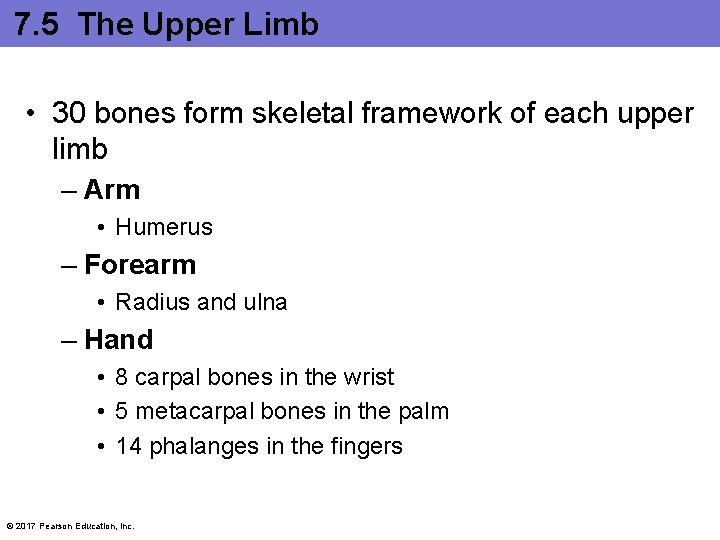 7. 5 The Upper Limb • 30 bones form skeletal framework of each upper