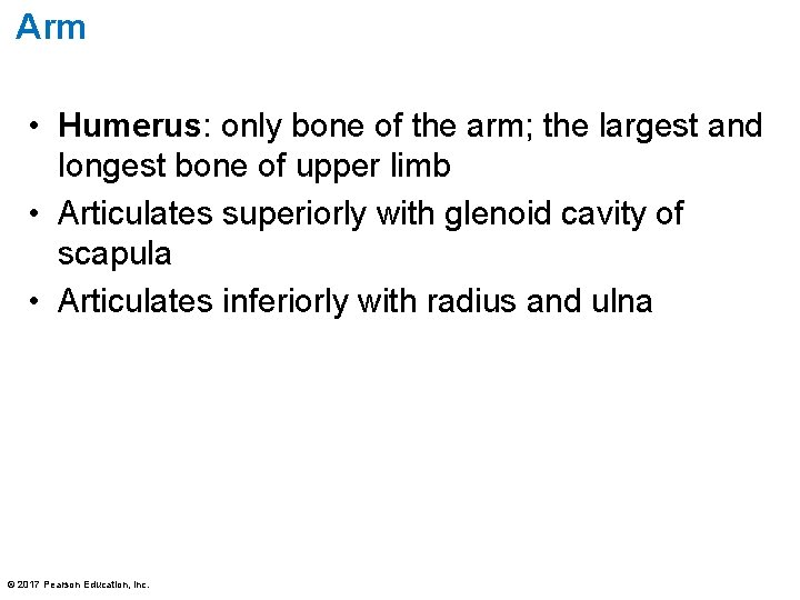 Arm • Humerus: only bone of the arm; the largest and longest bone of