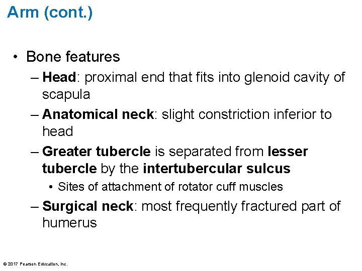 Arm (cont. ) • Bone features – Head: proximal end that fits into glenoid