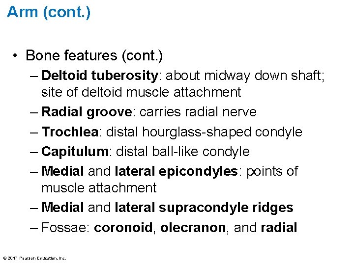 Arm (cont. ) • Bone features (cont. ) – Deltoid tuberosity: about midway down