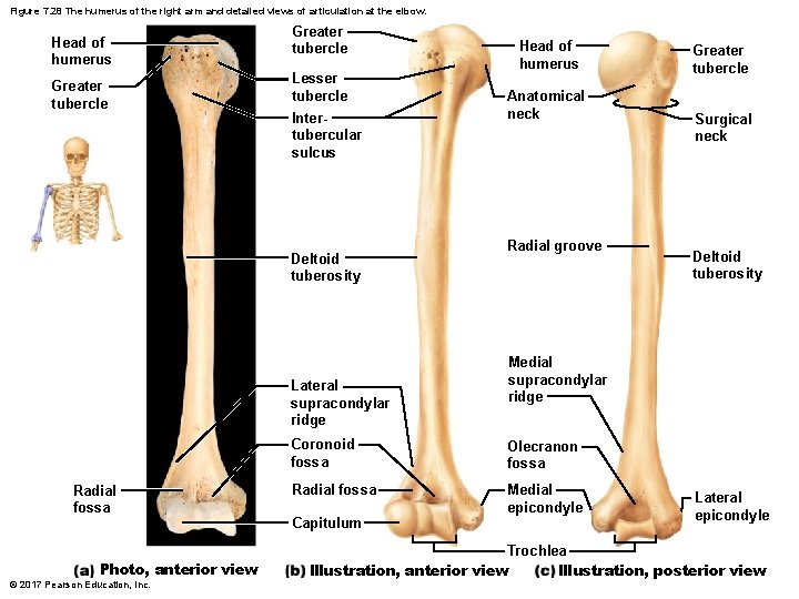 Figure 7. 28 The humerus of the right arm and detailed views of articulation