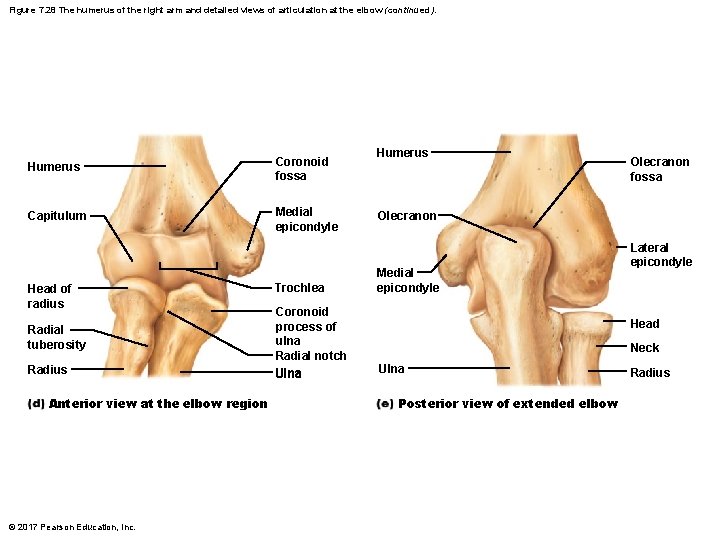 Figure 7. 28 The humerus of the right arm and detailed views of articulation