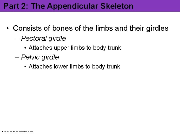 Part 2: The Appendicular Skeleton • Consists of bones of the limbs and their