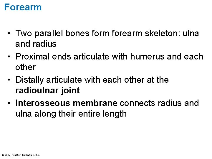 Forearm • Two parallel bones form forearm skeleton: ulna and radius • Proximal ends