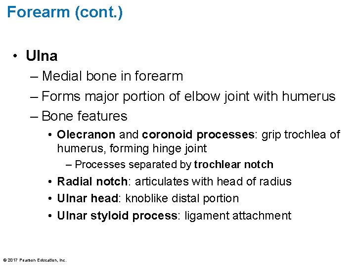 Forearm (cont. ) • Ulna – Medial bone in forearm – Forms major portion