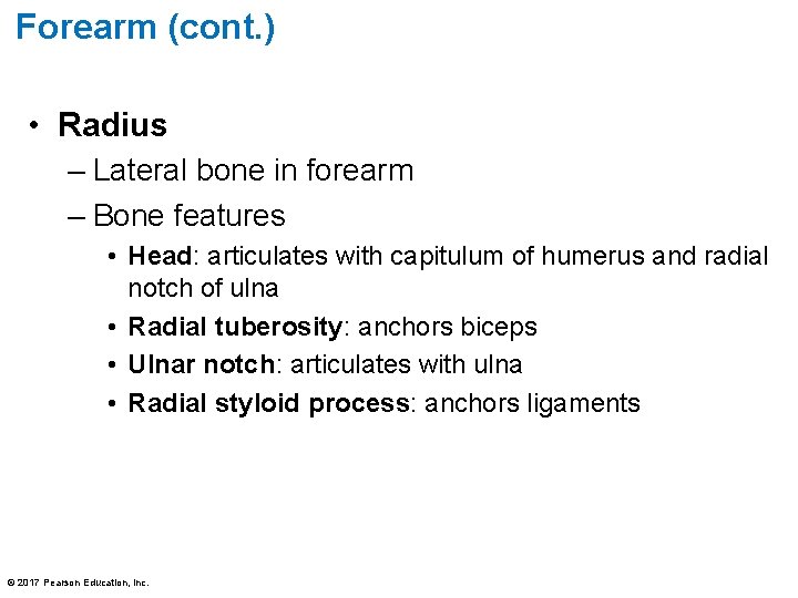 Forearm (cont. ) • Radius – Lateral bone in forearm – Bone features •