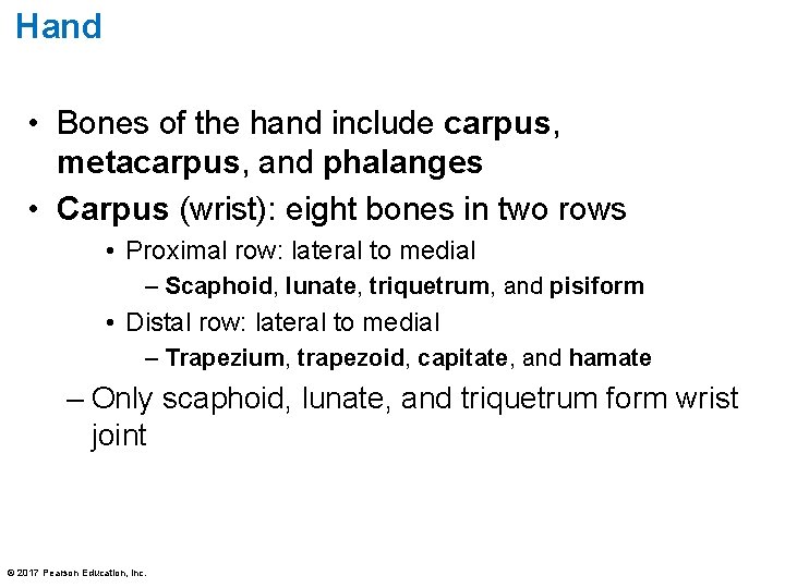 Hand • Bones of the hand include carpus, metacarpus, and phalanges • Carpus (wrist):