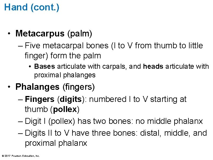 Hand (cont. ) • Metacarpus (palm) – Five metacarpal bones (I to V from