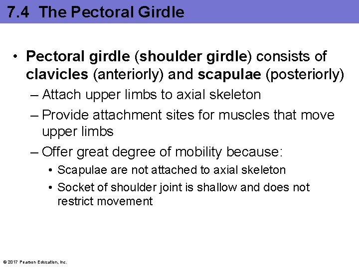 7. 4 The Pectoral Girdle • Pectoral girdle (shoulder girdle) consists of clavicles (anteriorly)