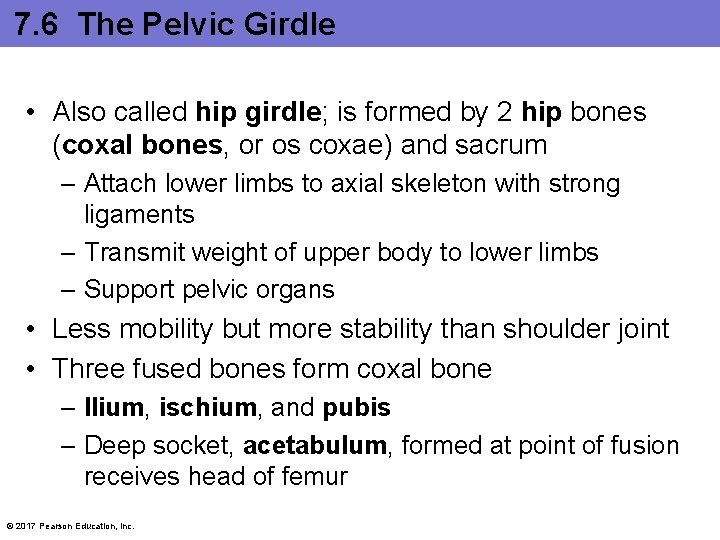 7. 6 The Pelvic Girdle • Also called hip girdle; is formed by 2