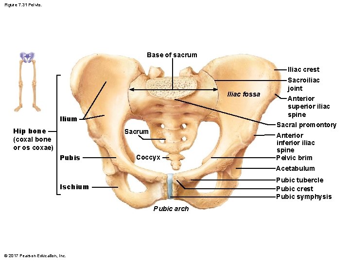 Figure 7. 31 Pelvis. Base of sacrum Iliac crest Iliac fossa llium Hip bone