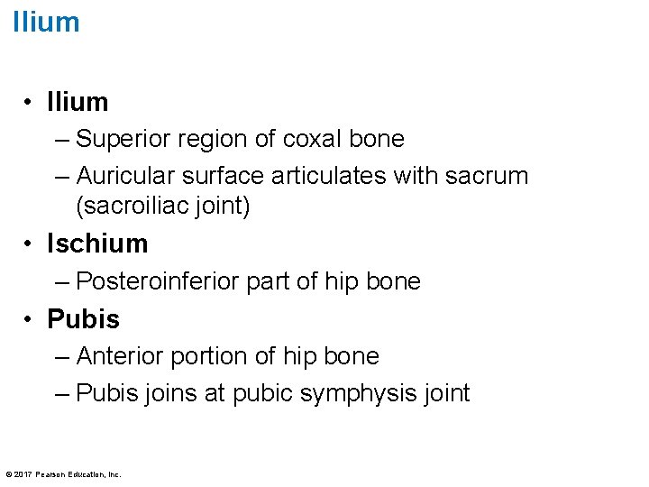 Ilium • Ilium – Superior region of coxal bone – Auricular surface articulates with