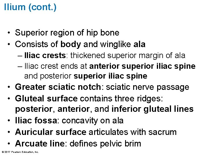 Ilium (cont. ) • Superior region of hip bone • Consists of body and