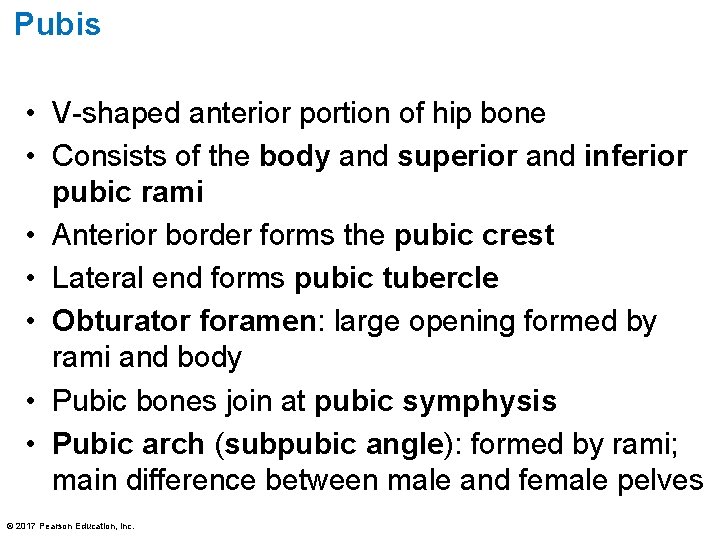 Pubis • V-shaped anterior portion of hip bone • Consists of the body and