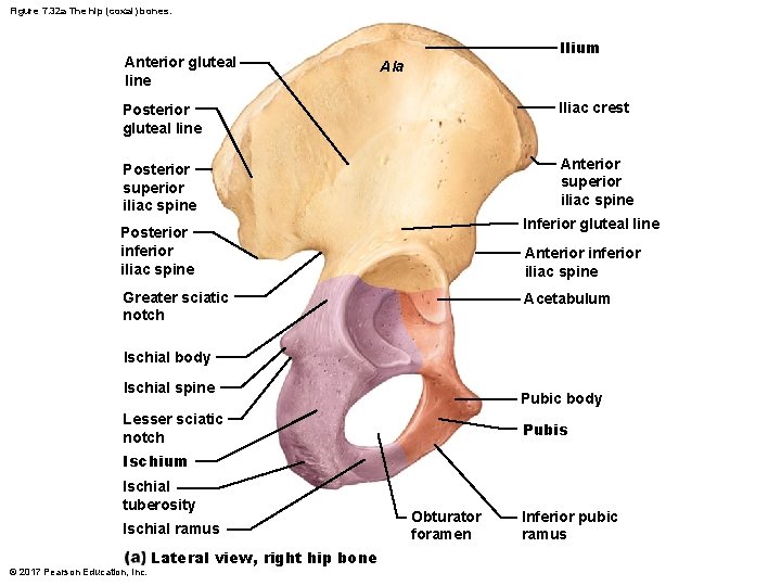 Figure 7. 32 a The hip (coxal) bones. Anterior gluteal line Ilium Ala Posterior