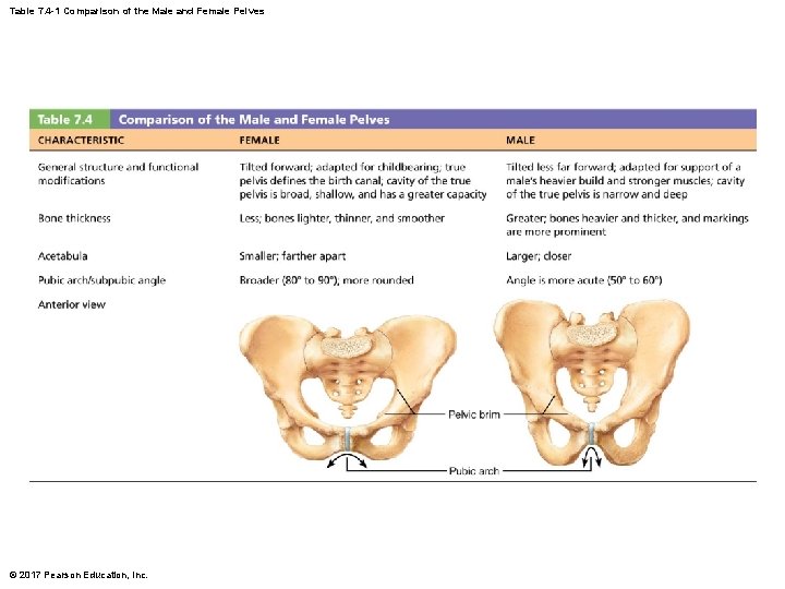 Table 7. 4 -1 Comparison of the Male and Female Pelves © 2017 Pearson