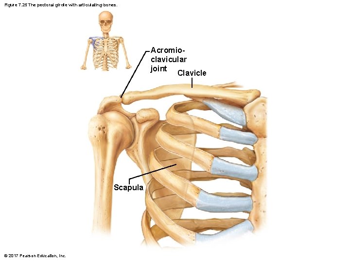Figure 7. 25 The pectoral girdle with articulating bones. Acromioclavicular joint Clavicle Scapula ©