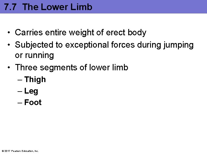 7. 7 The Lower Limb • Carries entire weight of erect body • Subjected