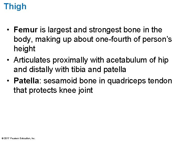 Thigh • Femur is largest and strongest bone in the body, making up about