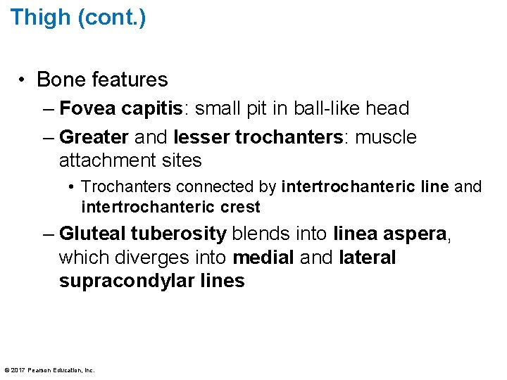 Thigh (cont. ) • Bone features – Fovea capitis: small pit in ball-like head