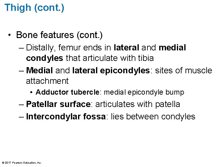 Thigh (cont. ) • Bone features (cont. ) – Distally, femur ends in lateral