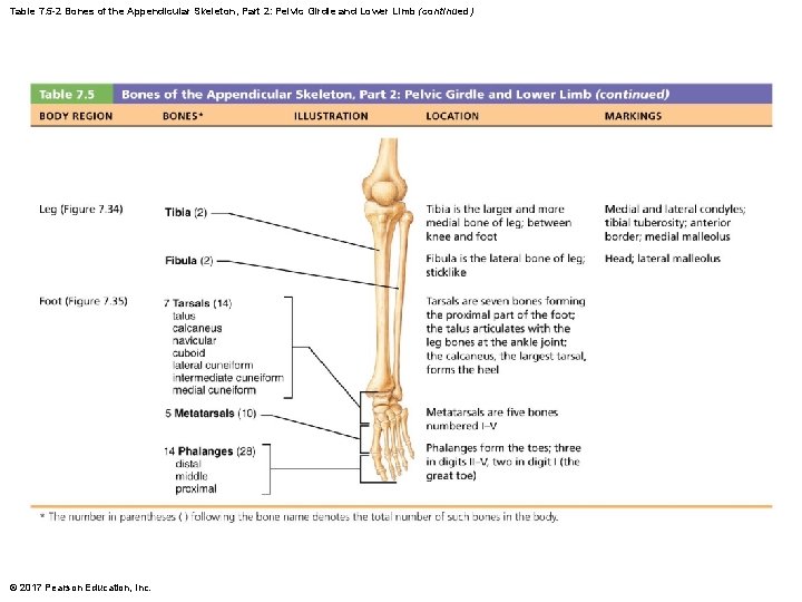 Table 7. 5 -2 Bones of the Appendicular Skeleton, Part 2: Pelvic Girdle and