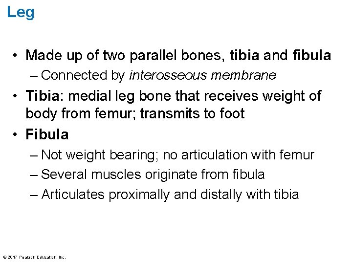 Leg • Made up of two parallel bones, tibia and fibula – Connected by