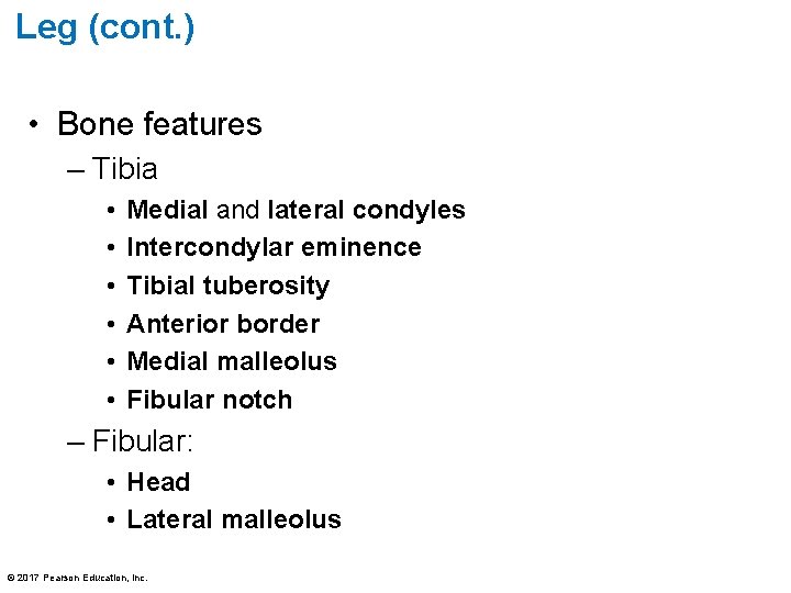 Leg (cont. ) • Bone features – Tibia • • • Medial and lateral