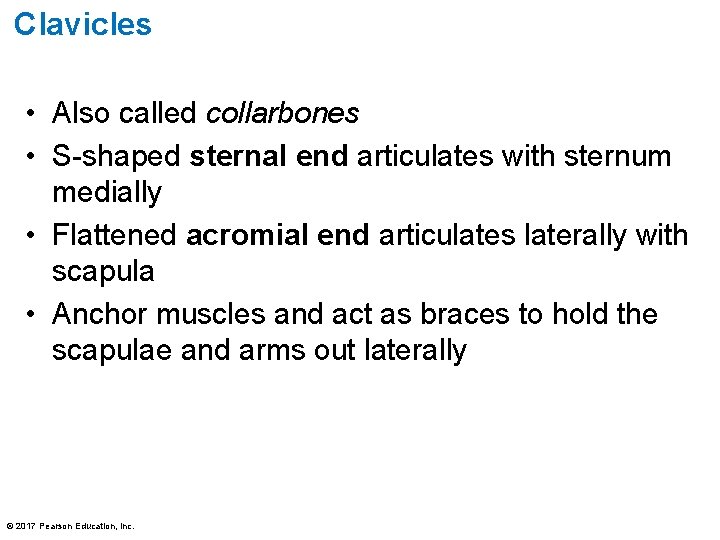 Clavicles • Also called collarbones • S-shaped sternal end articulates with sternum medially •