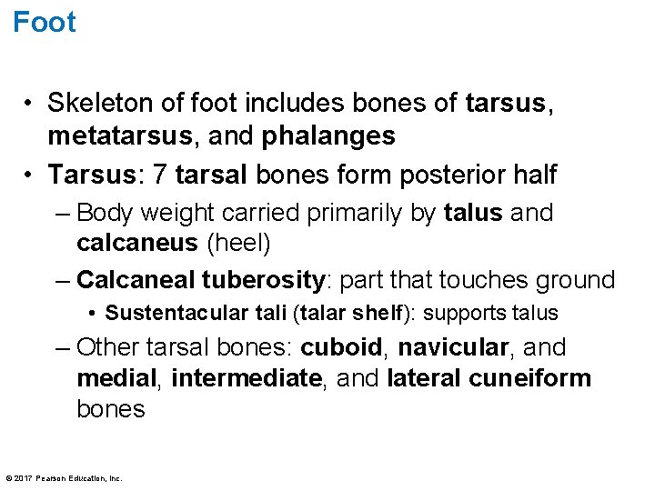 Foot • Skeleton of foot includes bones of tarsus, metatarsus, and phalanges • Tarsus: