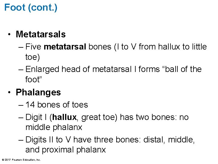 Foot (cont. ) • Metatarsals – Five metatarsal bones (I to V from hallux