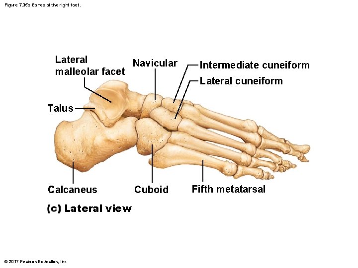 Figure 7. 35 c Bones of the right foot. Lateral Navicular malleolar facet Intermediate