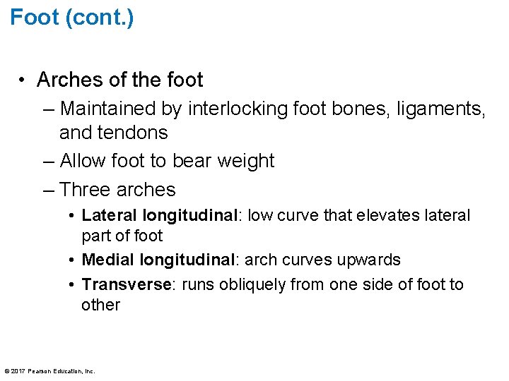 Foot (cont. ) • Arches of the foot – Maintained by interlocking foot bones,