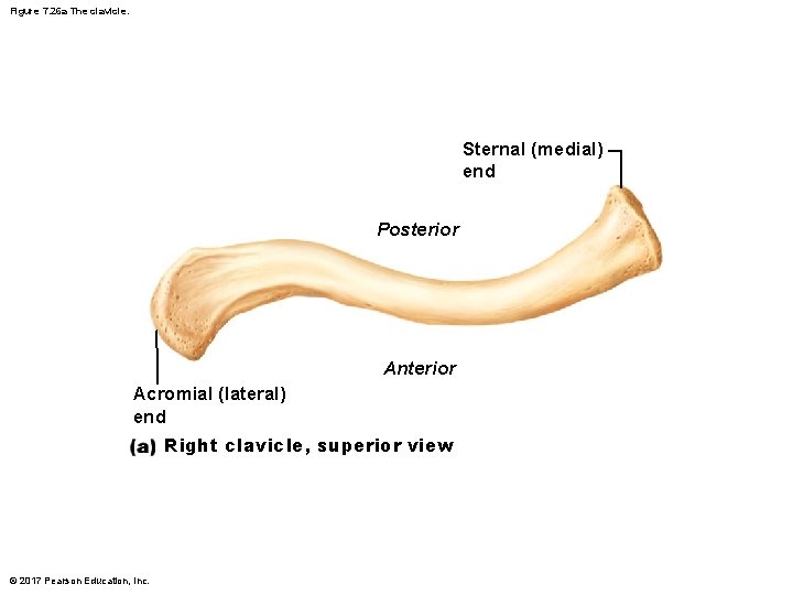 Figure 7. 26 a The clavicle. Sternal (medial) end Posterior Anterior Acromial (lateral) end