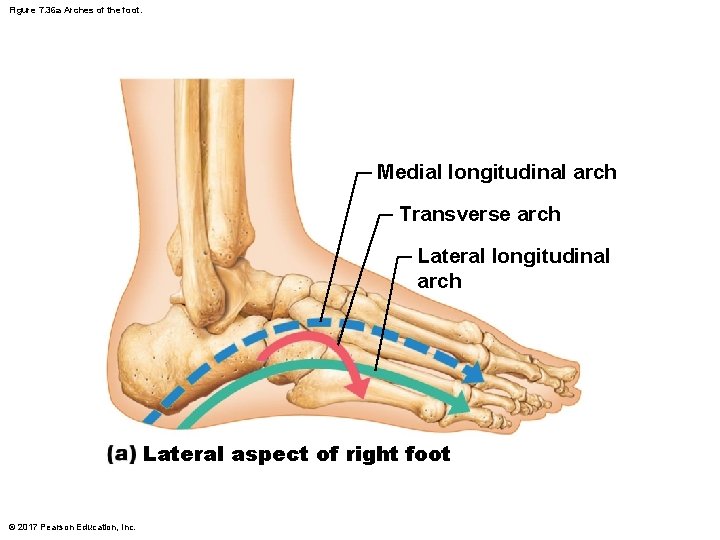 Figure 7. 36 a Arches of the foot. Medial longitudinal arch Transverse arch Lateral