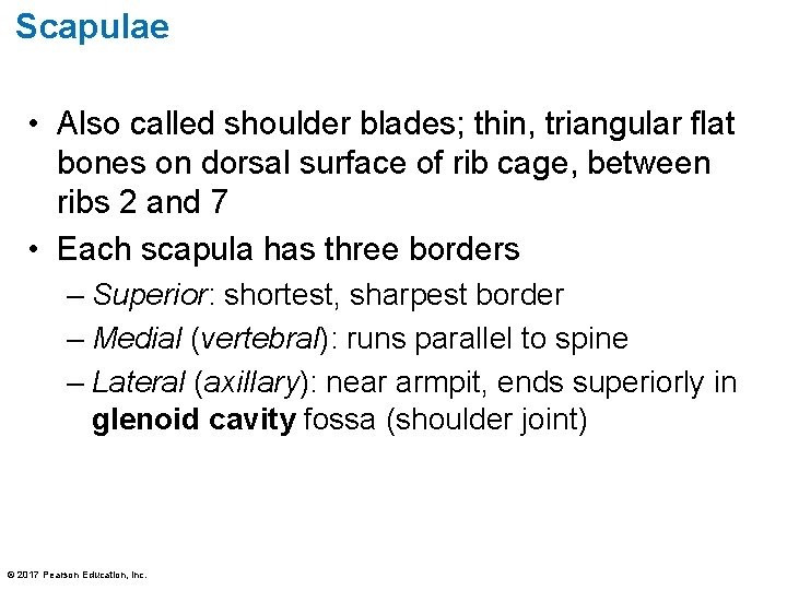 Scapulae • Also called shoulder blades; thin, triangular flat bones on dorsal surface of