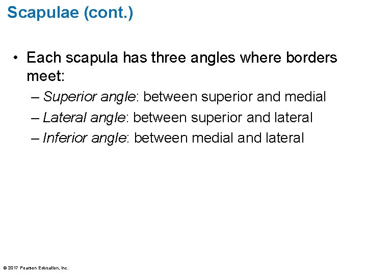 Scapulae (cont. ) • Each scapula has three angles where borders meet: – Superior